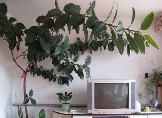 橡皮樹放在哪里旺風水，盤點四個最佳位置(客廳/書房/陽臺/玄關)