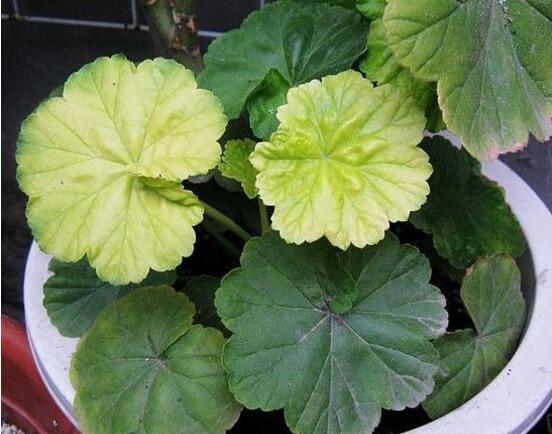 天竺葵葉子發(fā)黃怎么辦，天竺葵葉子發(fā)黃解決辦法