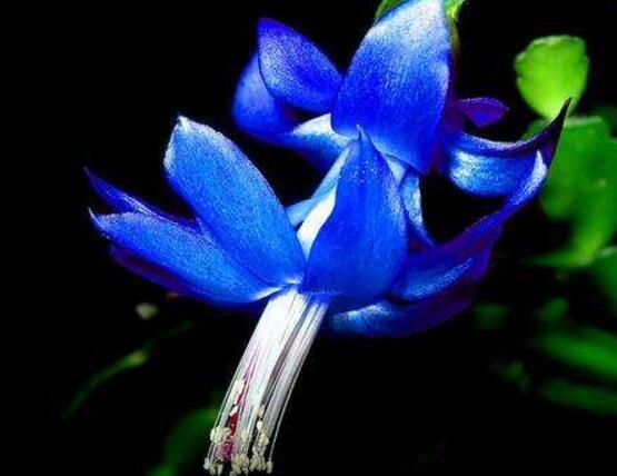 蟹爪蘭不開花怎么辦，做好六個要點花開爆盆