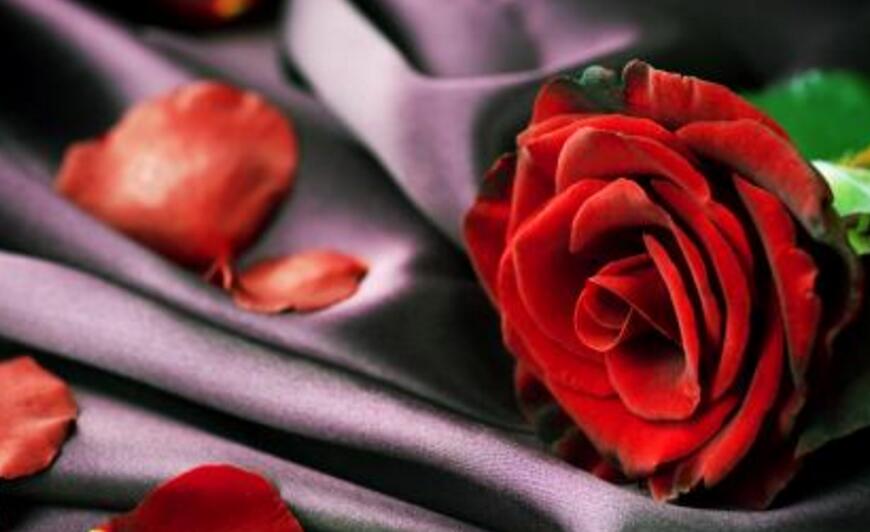 玫瑰和月季的區(qū)別，介紹六種不同區(qū)別方法