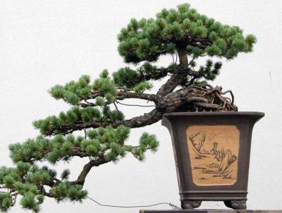 羅漢松風水學和寓意，趨吉避兇，辟邪化煞