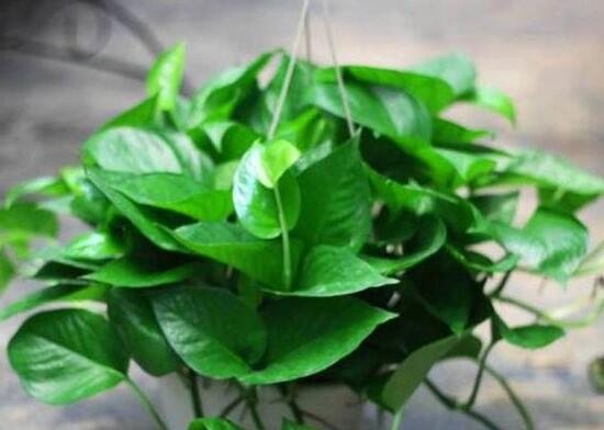 綠蘿可以用淘米水澆嗎，綠蘿用什么水澆最好