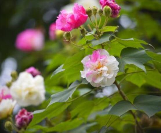 芙蓉花的作用，盤點(diǎn)芙蓉花六大作用