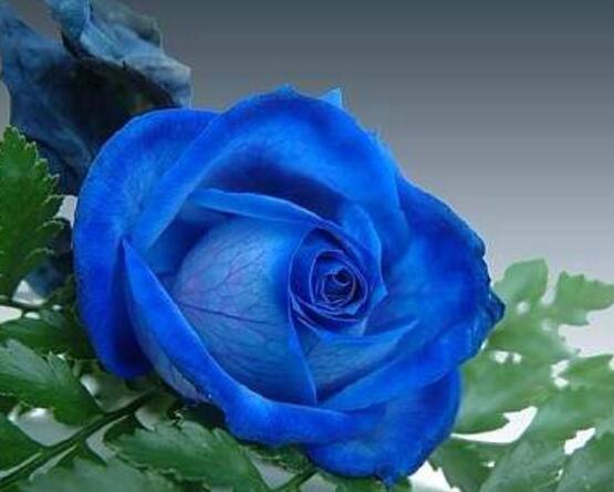 薔薇花圖片大全，細(xì)數(shù)薔薇花八種圖片大全