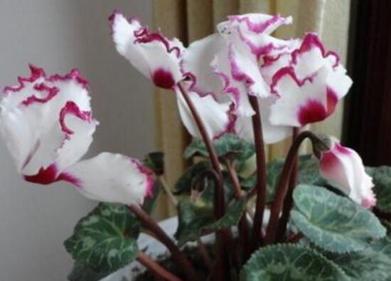 仙客來(lái)花有毒嗎，孕婦可以養(yǎng)仙客來(lái)嗎/可以僅供觀賞