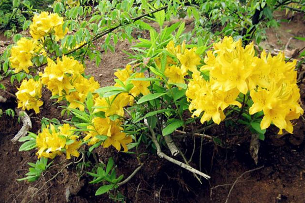 羊躑躅怎么養(yǎng)，使用微酸性土壤進(jìn)行養(yǎng)護(hù)