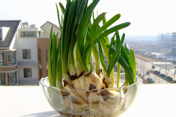 水仙花水培方法圖解，選擇飽滿健康的種球很重要