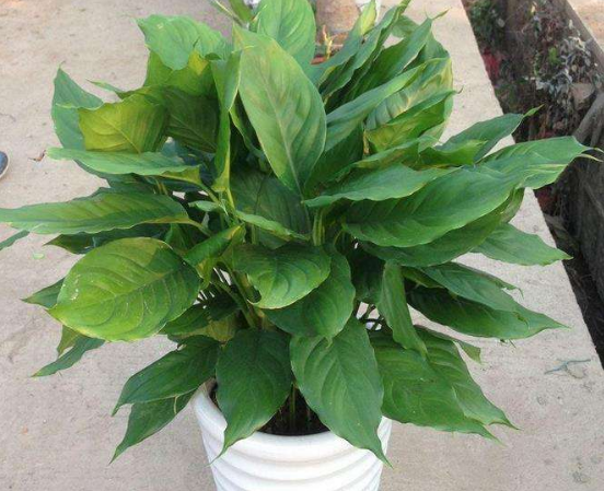 水培萬(wàn)年青的養(yǎng)殖方法和注意事項(xiàng)，學(xué)會(huì)以下三個(gè)步驟即可