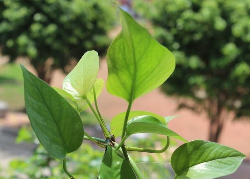 綠蘿施肥方法，最好施加氮肥為主的肥料