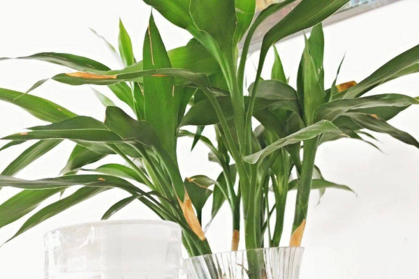 富貴竹葉子下垂怎么辦，遠(yuǎn)離電器輻射和出風(fēng)口