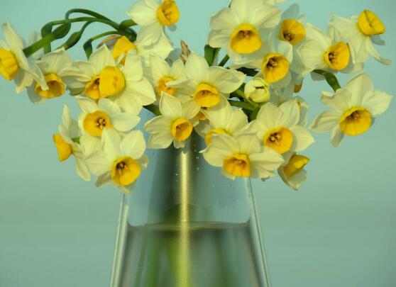 土培水仙花怎么澆水，土培水仙花澆水方法