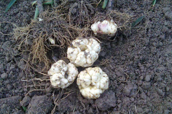百合種球種植最佳時間，春秋兩季最合適