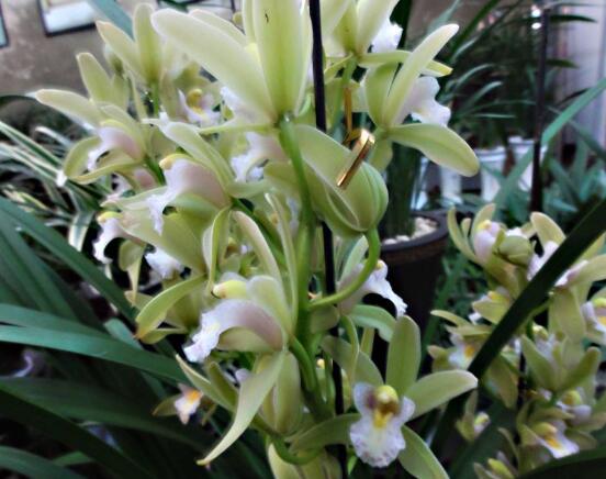 蘭花花期，不同品種不同開花期(一年開多次)