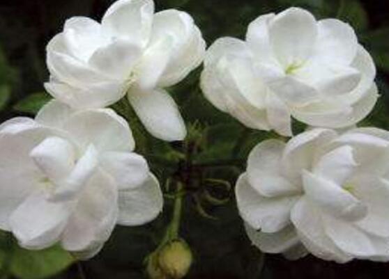 茉莉花的功效與作用，茉莉花八大功效與作用