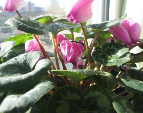 仙客來軟腐病怎么辦，除掉腐爛部位/及時(shí)噴施藥物治療