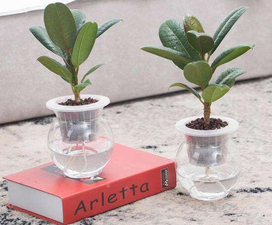 橡皮樹可以水培嗎，橡皮樹的水培方法