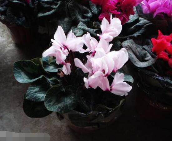 仙客來(lái)的花期是什么時(shí)候，每年冬季含苞盛放(12月至5月)