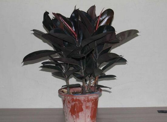 橡皮樹的汁液有毒嗎，橡皮樹適合在室內養(yǎng)嗎