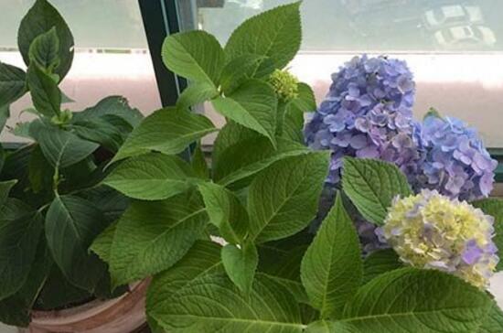 繡球花怎么修剪，繡球花的修剪方法圖解