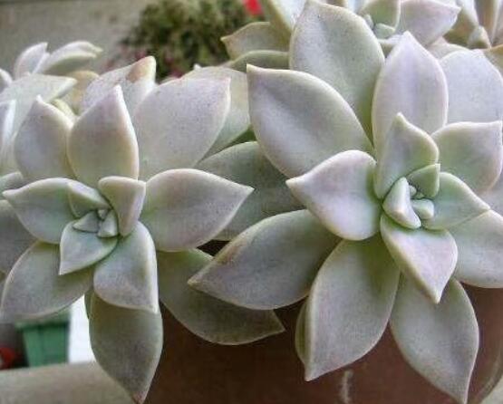 寶石花怎么澆水，不同季節(jié)不同澆水量(控水為主)