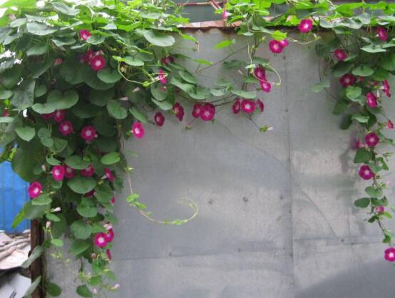 爬藤牽?；缫膯幔枰?利于多次開花