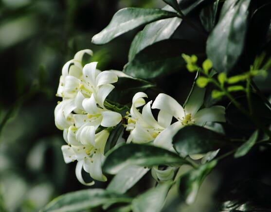 九里香的養(yǎng)殖方法和注意事項，老農(nóng)總結(jié)出七大養(yǎng)殖基本方法