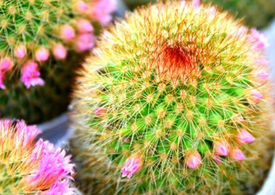 家里放仙人球是吉是兇，化解煞氣、安居樂(lè)業(yè)(吉兆)