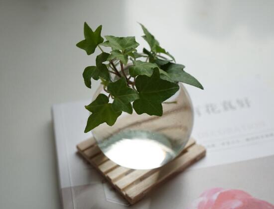 常春藤可以水培嗎，常春藤水培養(yǎng)殖方法