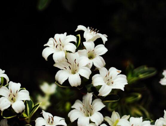 六月雪盆景怎么養(yǎng)，六月雪盆景養(yǎng)殖方法