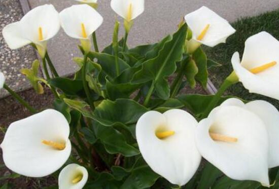 馬蹄蓮怎么養(yǎng)，馬蹄蓮的養(yǎng)殖方法及注意事項(xiàng)