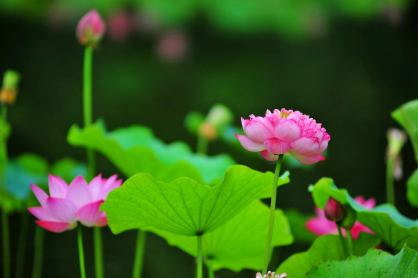 水荷花的養(yǎng)殖方法，明亮充足的光照不可少