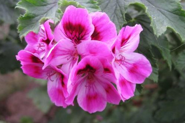 石臘紅怎么養(yǎng)，5步教你養(yǎng)好石臘紅