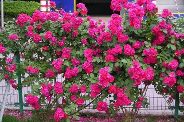 月季花春季修剪方法，春季修剪具體步驟詳解