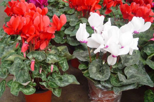 仙客來(lái)怎么養(yǎng)殖，仙客來(lái)養(yǎng)殖的5大要點(diǎn)