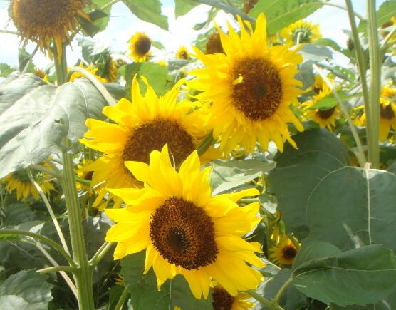 送向日葵祝福語，教你最合適五種送人祝福語