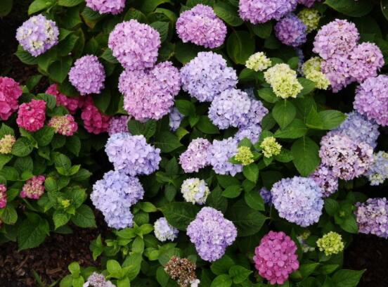 繡球不開花的原因，四種原因以及解決辦法