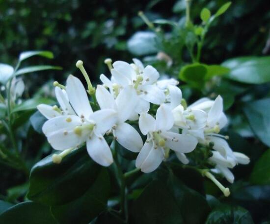 九里香盆栽的功效與作用，制作香精、活血化瘀