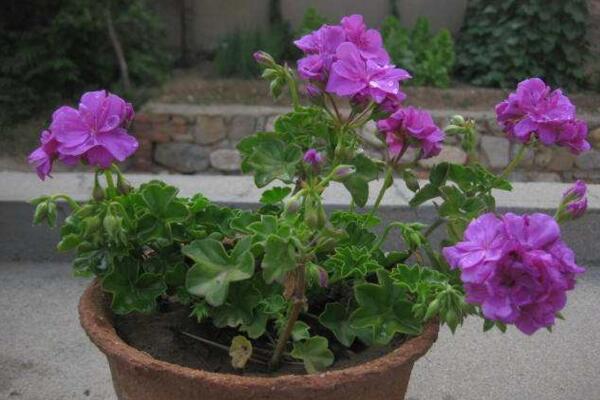 天竺葵有多少種顏色，這5種天竺葵最誘人