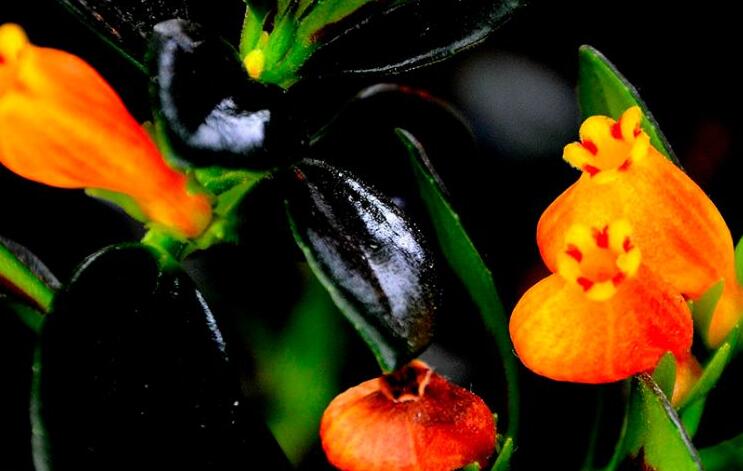 金魚吊蘭能水培嗎，可以/注意控制水量是關(guān)鍵