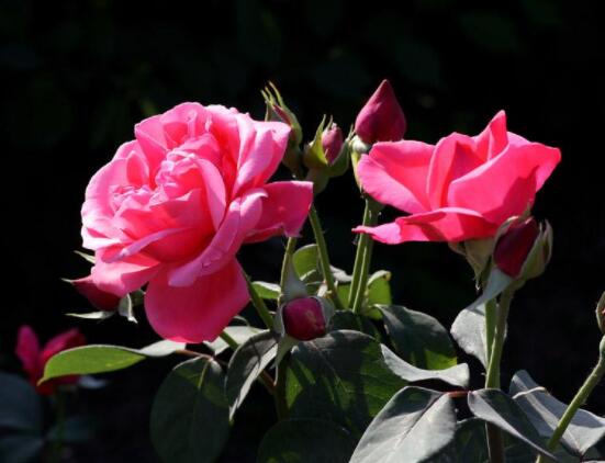 月季花種子怎么種，教你四種方法存活率百分百