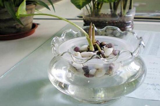 馬蹄蓮可以水培嗎，馬蹄蓮水培方法