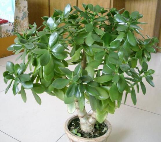 燕子掌能放在室內(nèi)養(yǎng)嗎，能/吸收有害氣體、釋放氧氣(身體健康)