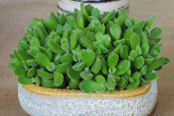 熊童子澆水方法，不同的季節(jié)有不同的要點(diǎn)