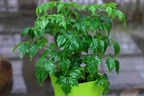 幸福樹幾天澆一次水好，春秋每隔5~7天澆灌一次