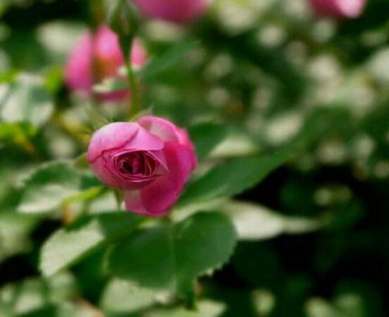 薔薇花蟲害及防治方法，薔薇花三種蟲害防治辦法