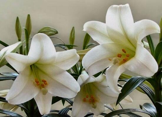 百合花的花語是什么，詮釋愛情“百年好合”最美不過了