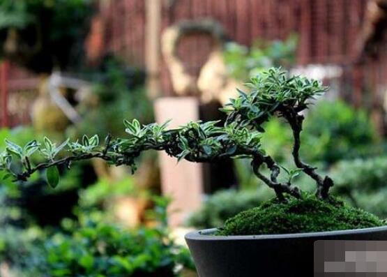 六月雪扦插注意事項，擇生長健康插惠、插進土壤深度適中