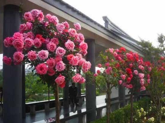 月季花有幾種顏色，月季花品種圖片大全