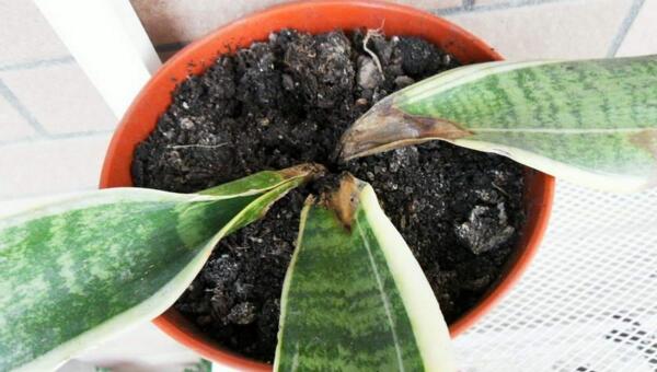 虎皮蘭葉子發(fā)黃干癟怎么辦，控制好溫度、光照以及肥水