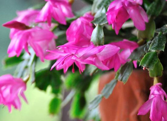 蟹爪蘭不開花怎么辦，做好六個要點花開爆盆